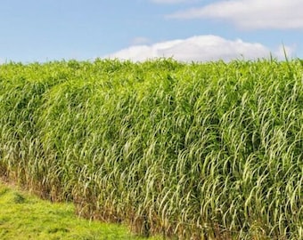 1000+SWITCHGRASS Seeds Native Tall Grass Prairie Clumping Ornamental Perennial Drought Heat Cold Easy
