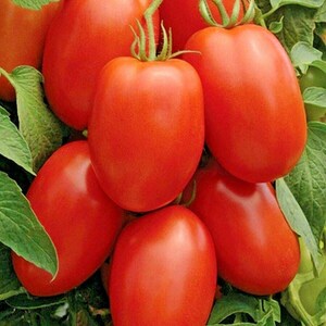 100+ROMA TOMATO Seeds Paste Sauce Canning Salads Summer Vegetable Garden Patio Container Organic