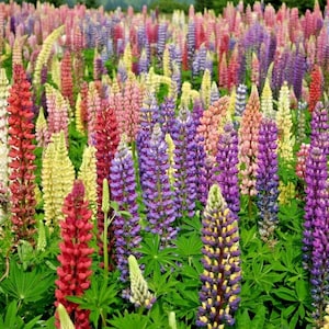 50+RUSSELL Mix LUPINE Seeds Wildflower Perennial Spring Summer Garden Patio Container Cut Flowers