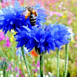 May include: A bee pollinates a field of blue cornflowers. The flowers are in full bloom and the bee is covered in pollen.