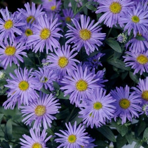100+PRAIRIE ASTER Flower Seeds Native Wildflower Perennial Poor Soils Drought Heat Cold Fall Blooms Pollinators image 4