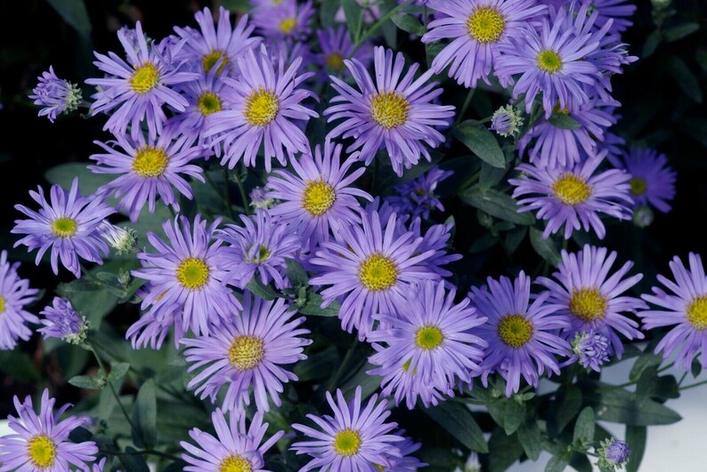 100+PRAIRIE ASTER Flower Seeds Native Wildflower Perennial Poor Soils Drought Heat Cold Fall Blooms Pollinators image 4
