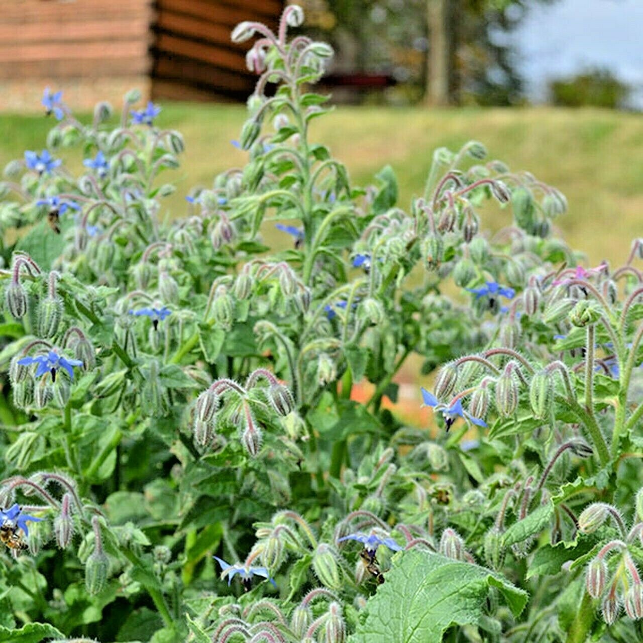 130+BORAGE Seeds Organic Herb Native Wildflower Edible Plant Summer ...