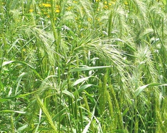 500+VIRGINIA EASTERN WILD Rye Seeds Native Prairie Grass Bunchgrass Sedge Poor Soils Drought Heat Cold Sun Shade
