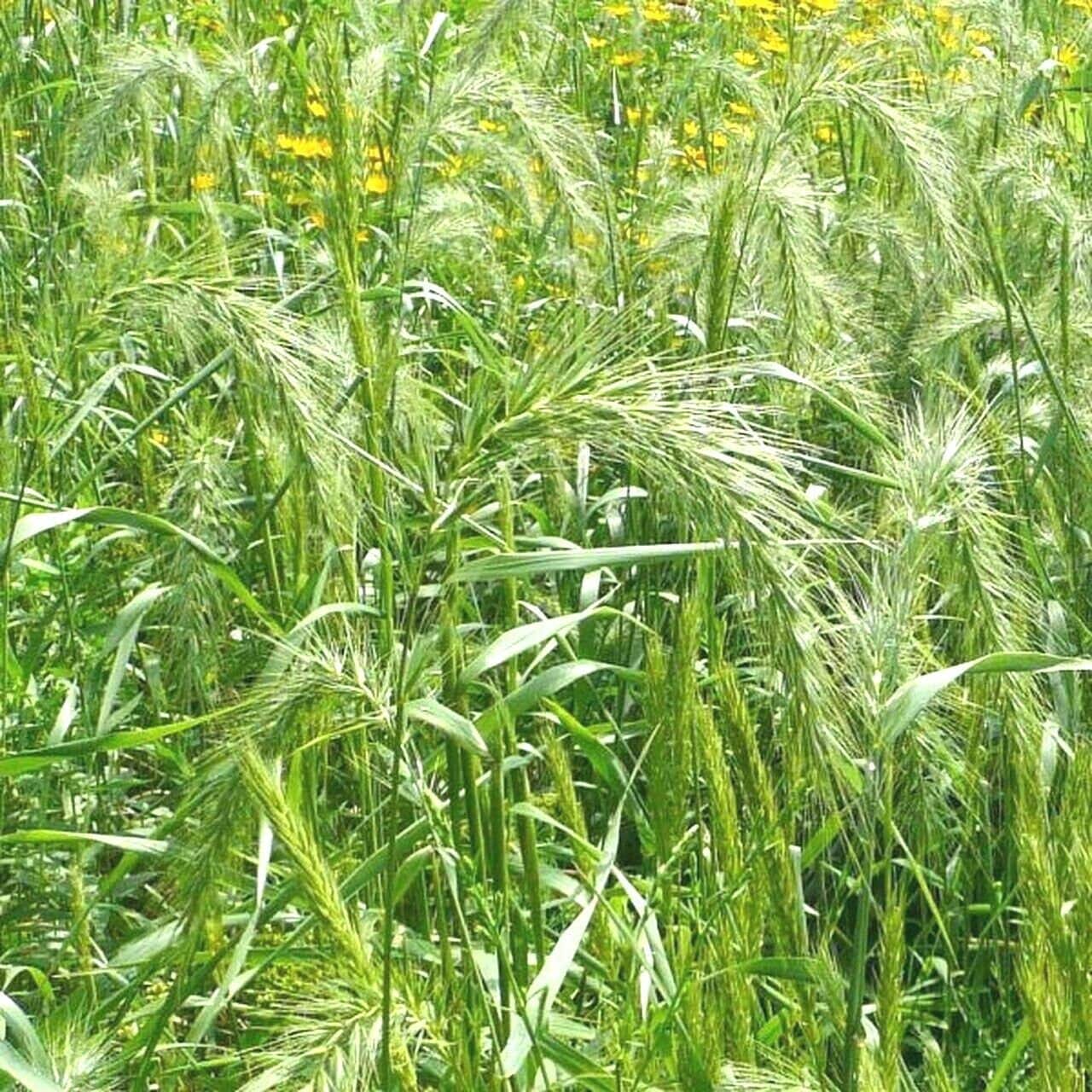 Virginia Rye Mowed 500+VIRGINIA EASTERN WILD Rye Seeds Native Prairie Grass Bunchgrass ...