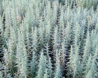300+PRAIRIE SAGE WHITE Sagebrush Seeds Perennial Native Wildflower Fragrant Smudging Cold Heat Drought Tolerant Poor Soils
