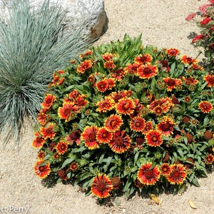 1000+BLANKET FLOWER Seeds Native Wildflower Perennial Drought Heat Cold Poor Soils Garden Patio Container