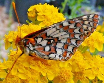 500+GOLD YELLOW YARROW Seeds Milfoil Perennial Native Wildflower Medicinal Plant Cold Heat Drought Poor Soils
