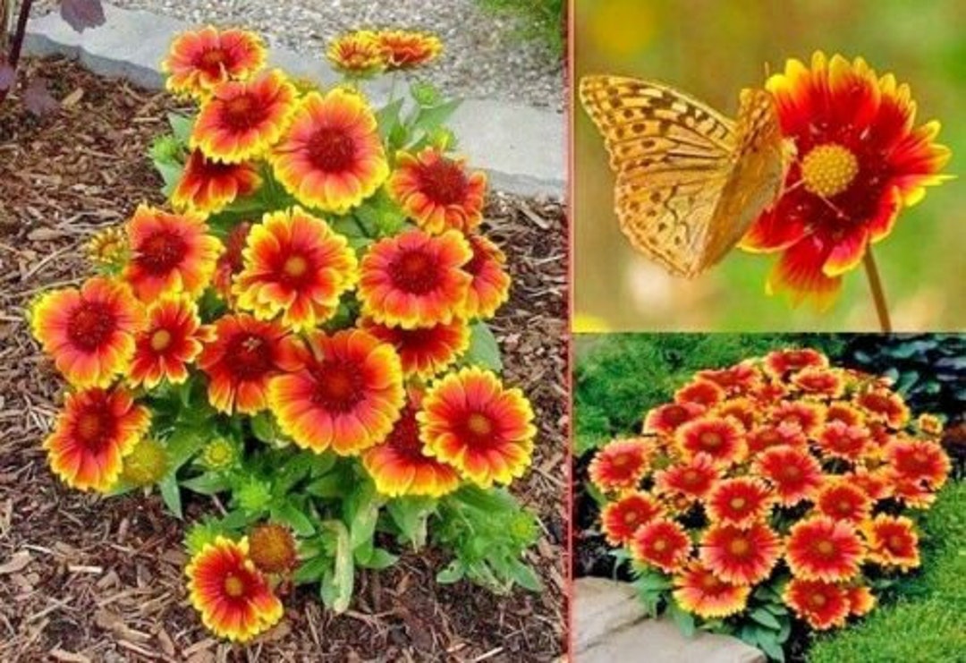 200 INDIAN BLANKET FLOWER Seeds Annual Native Wildflower Drought Heat