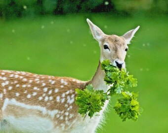 2000+ DEER PROOF Native Wildflower Mix 15 Different Flowering Annuals Perennials