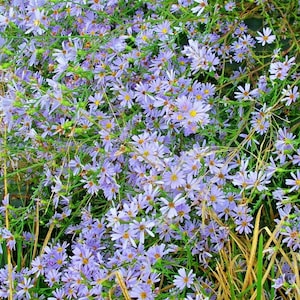100+SKY BLUE ASTER Flower Seeds Native Perennial Wildflower Fall Blooms Pollinators Drought Cold Heat Tolerant Poor Soils