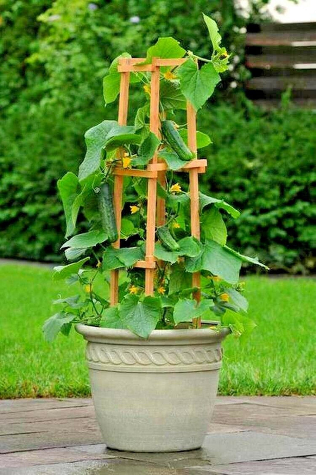 35SPACEMASTER BUSH CUCUMBER Seeds Organic Patio Container Hanging