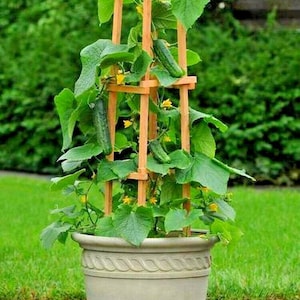 35+SPACEMASTER BUSH CUCUMBER Seeds Organic Patio Container Hanging Basket Vegetable Garden Easy
