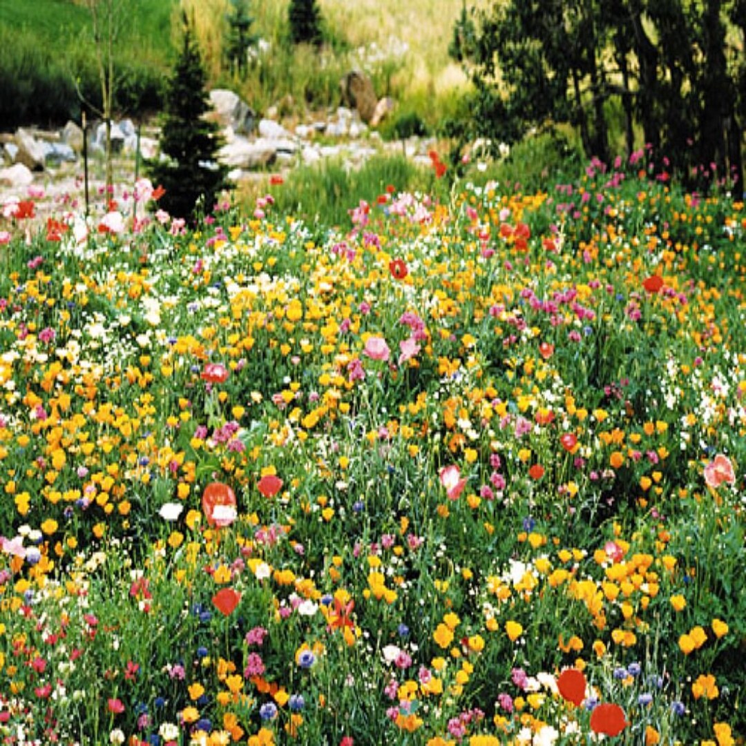 2000PARTIAL SHADE WILDFLOWER Mix Seeds 18 Different Native Annuals