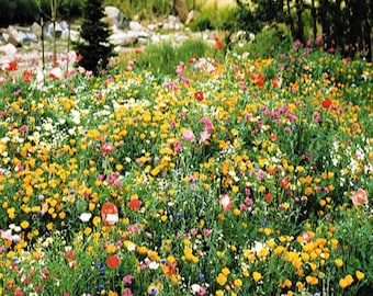 2000+PARTIAL SHADE WILDFLOWER Mix Seeds 18 Different Native Annuals Summer Flower Garden Cut Flowers Pollinators Fast Easy