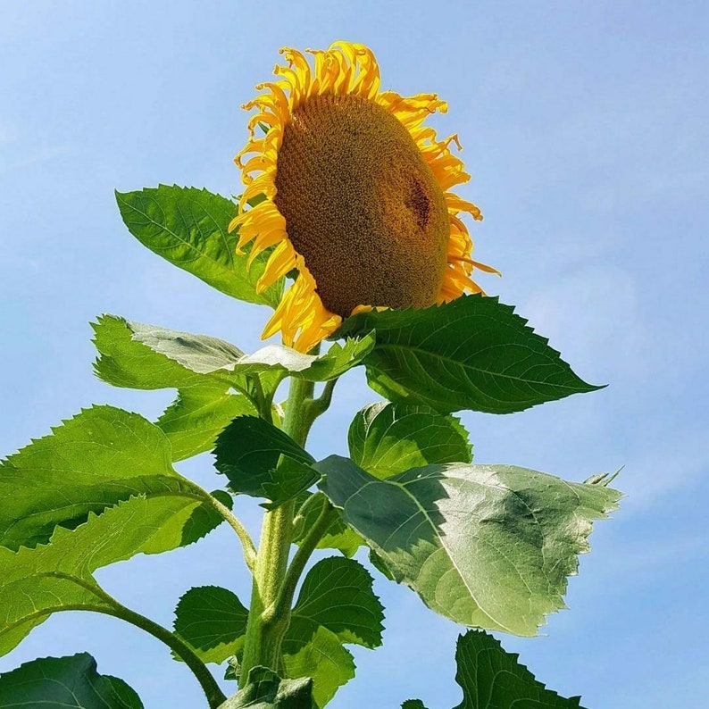 35MAMMOTH BLACK RUSSIAN Sunflower Seeds Organic 9 15' Etsy