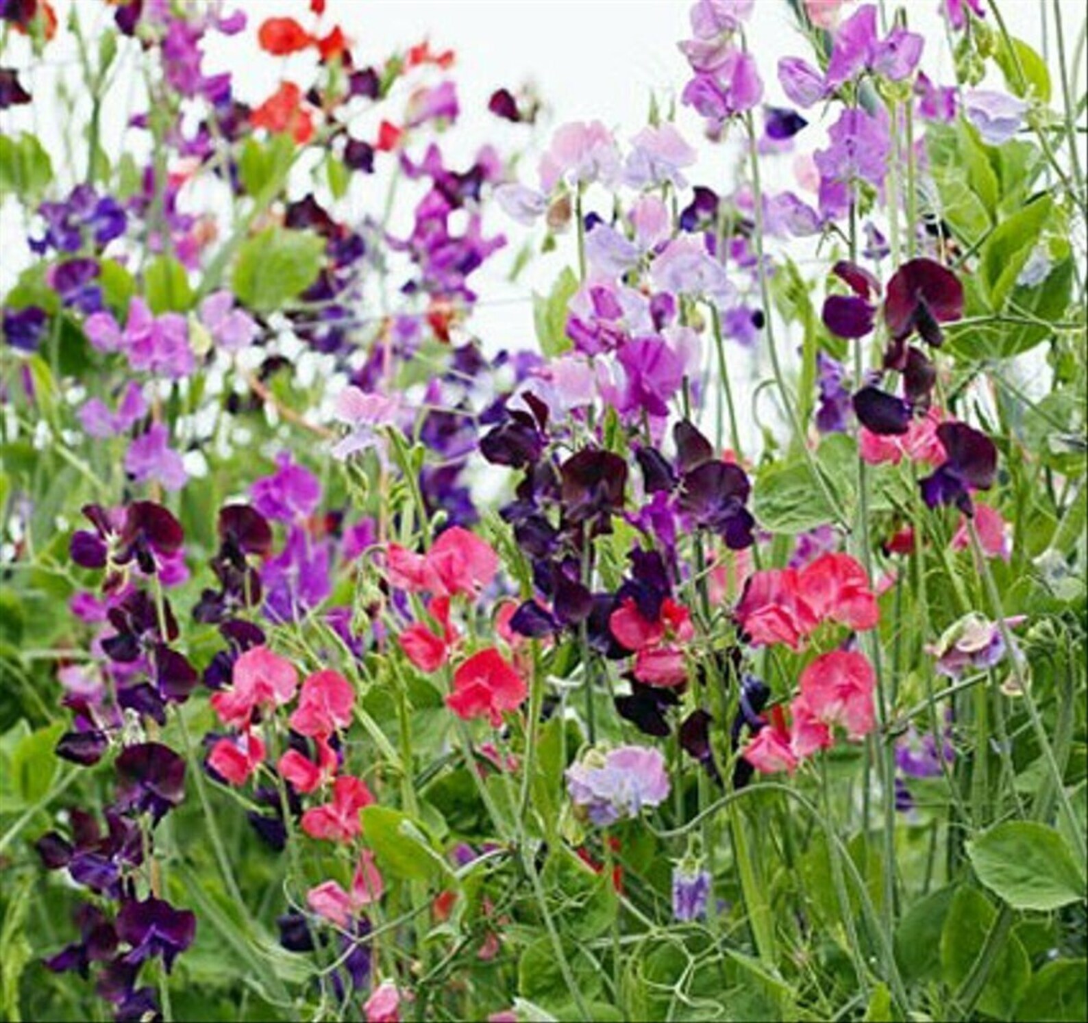 50SWEET PEA Dwarf knee High Mix Seeds Hanging Etsy