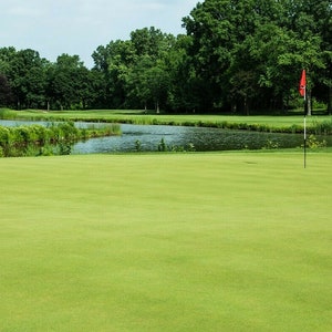 1 oz = Pure SELECT CREEPING BENTGRASS Seed Golf Putting Greens No Grain Easy Mow