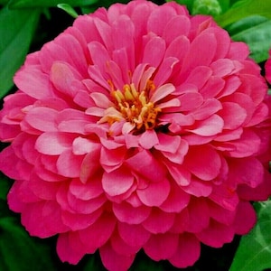 125+ PINK ZINNIA Seeds Summer Fall Flower Garden Container Cut Flowers Fast Easy Luminosa