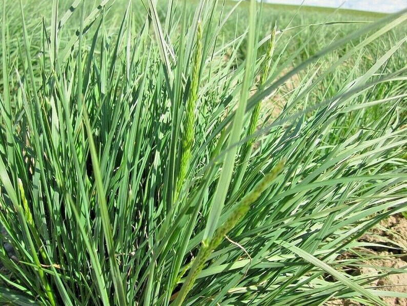 500PRAIRIE JUNE GRASS Seeds Native Prairie Grass Clumping Etsy
