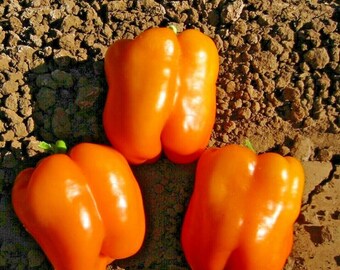 50+ORANGE SUN SWEET Bell Pepper Seeds Non Gmo Organic Vegetable Garden Patio Container Easy