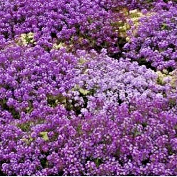 1000+Purple DWARF SWEET ALYSSUM Seeds Royal Carpet Flowering Groundcover Container Trailing Baskets Fast Easy