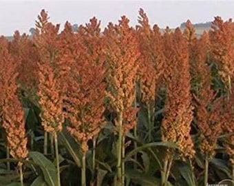 400+ROX ORANGE Seeds WACONIA Sweet Sorghum Organic Native Heirloom Natural Sugar Syrup