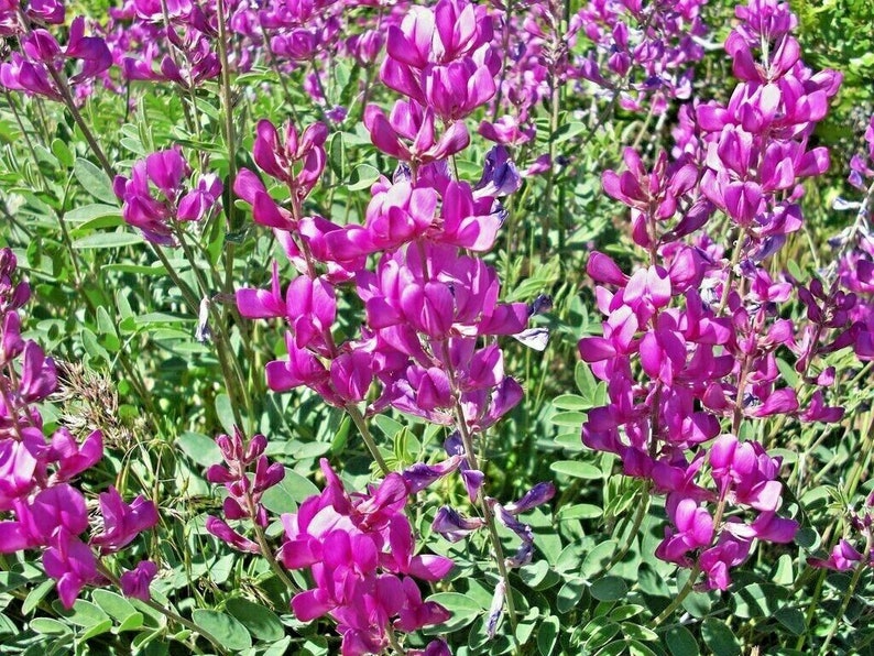 50UTAH Northern SWEETVETCH Flower Seeds Native Wildflower Drought Heat Cold Tolerant Poor Soils Long Bloomer image 8