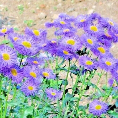 1000+BLUE FLEABANE ASPEN Daisy Seeds Native Wildflower Drought Cold Tolerant Garden Container Pollinators Cut Flowers Easy