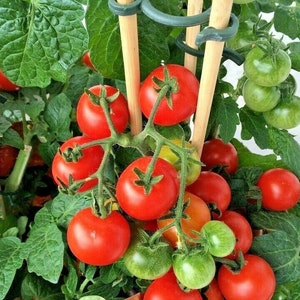 25+PATIO BUSH TOMATO Seeds Organic 5 oz Fruits 36&quot; Plant Summer Vegetable Garden Patio Container Easy