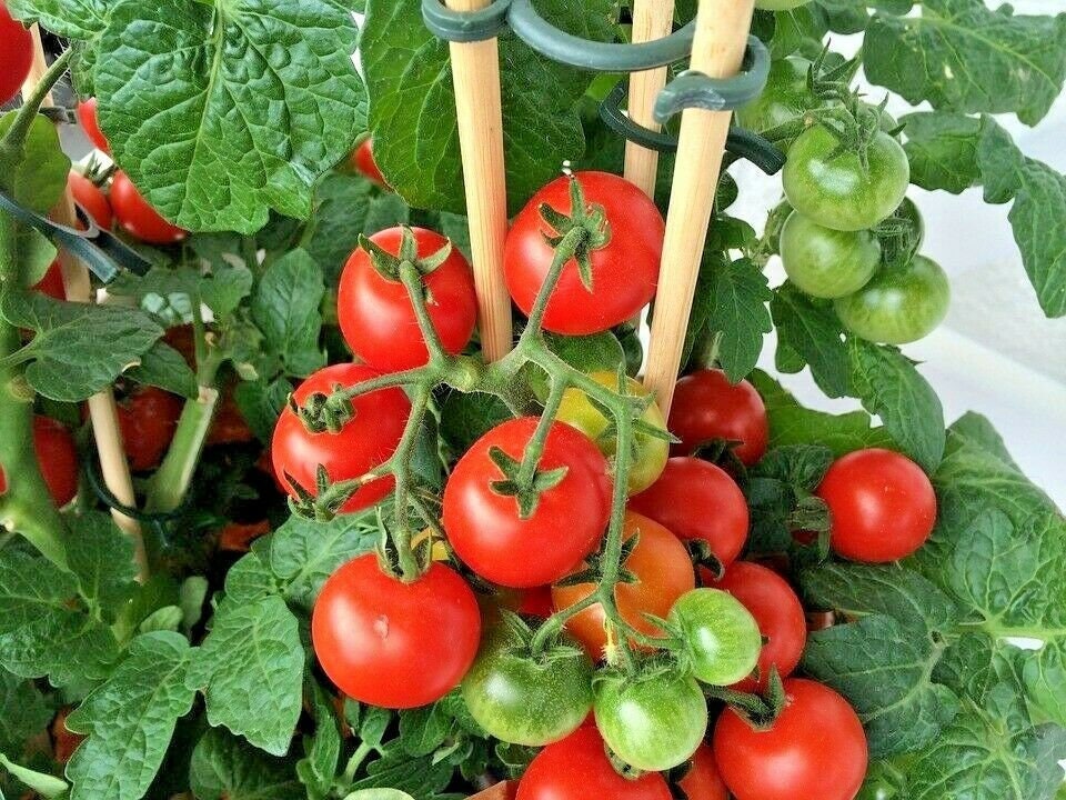 25+PATIO BUSH TOMATO Seeds Organic 5 oz Fruits 36" Plant Summer Vegetable Garden Patio Container Easy