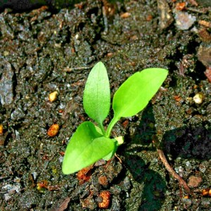 100+PRAIRIE ASTER Flower Seeds Native Wildflower Perennial Poor Soils Drought Heat Cold Fall Blooms Pollinators image 9