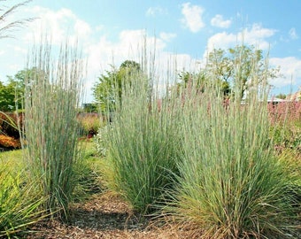 500+BIG BLUESTEM Seeds Native Tall Prairie Grass Clumping Ornamental Drought Heat Cold Fast Easy