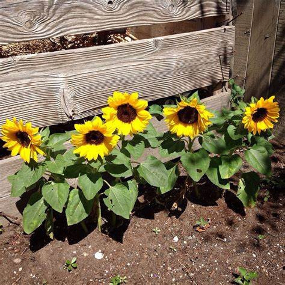 50+SUNSPOT DWARF SUNFLOWER Seeds Annual Native Wildflower Patio