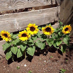 50+SUNSPOT DWARF SUNFLOWER Seeds Annual Native Wildflower Patio Container Flower Garden Pollinators Cut Flowers Easy Fast