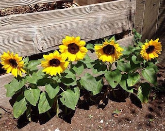 50+SUNSPOT DWARF SUNFLOWER Seeds Annual Native Wildflower Patio Container Flower Garden Pollinators Cut Flowers Easy Fast