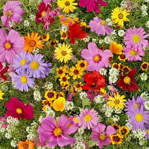 2,000+ANNUAL NATIVE WILDFLOWER Mix Seeds 19 Varieties Full Sun Summer Flower Garden Cut Dried Flowers Pollinators Fast Easy
