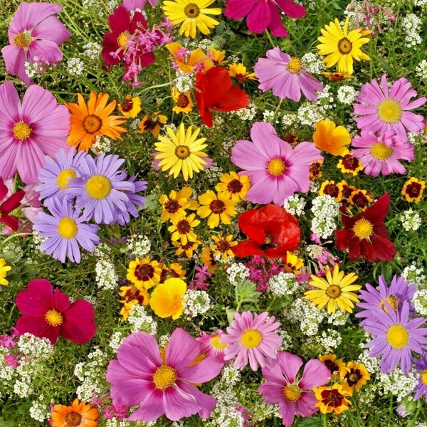 2,000+ANNUAL NATIVE WILDFLOWER Mix Seeds 19 Varieties Full Sun Summer Flower Garden Cut Dried Flowers Pollinators Fast Easy