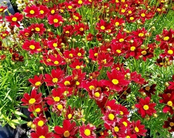 Könnte beinhalten: Eine Nahaufnahme eines Beetes mit roten und gelben Blumen. Die Blumen sind in voller Blüte und haben eine leuchtende Farbe. Die Blumen wachsen in einem Garten.