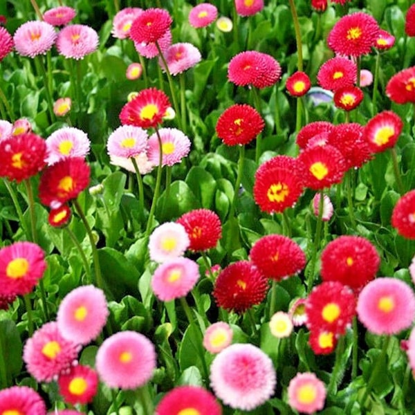 400+ENGLISH DAISY MIX Flower Seeds European Wildflower Spring Blooms Groundcover Shade Garden Container