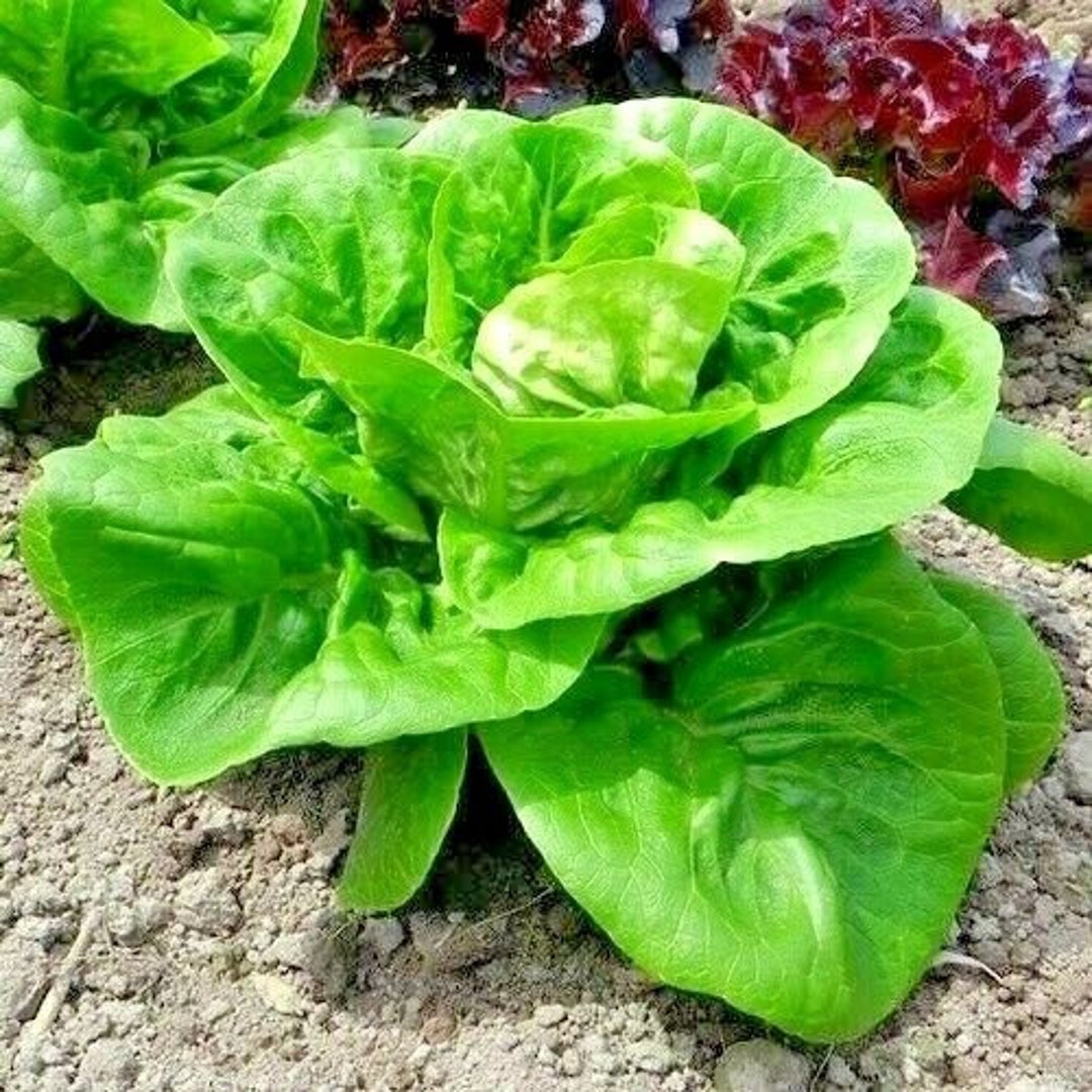 600LITTLE GEM BUTTERHEAD Lettuce Seeds Organic Heirloom Salad Etsy