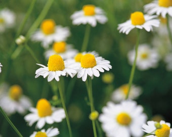 2000+COMMON GERMAN CHAMOMILE Flower Seeds Organic Herbal Tea Summer Garden Patio Container Fast Easy