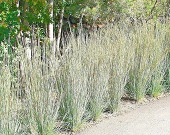 500+ LITTLE BLUESTEM Seeds Native Prairie Grass Clumping Ornamental Drought Heat Cold Fast Easy
