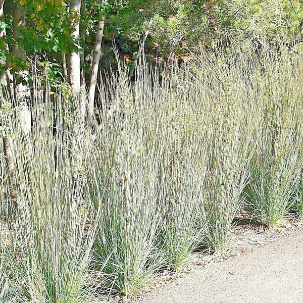 500+ LITTLE BLUESTEM Seeds Native Prairie Grass Clumping Ornamental Drought Heat Cold Fast Easy