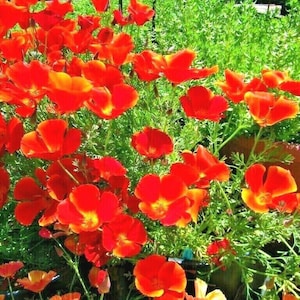 1000+ RED CHIEF CALIFORNIA Poppy Flower Seeds Native Wildflower Garden Patio Container Fast Easy