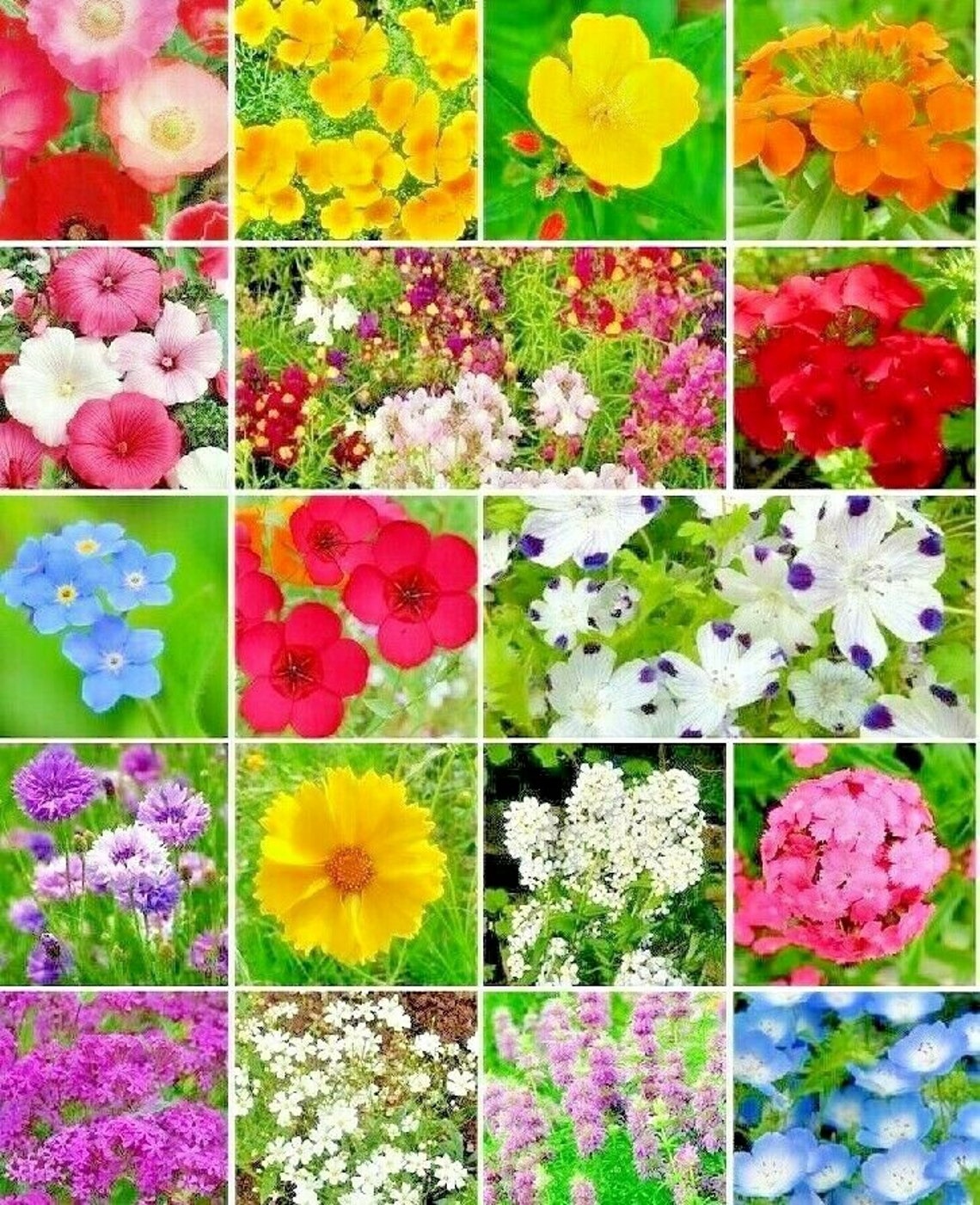 2000PARTIAL SHADE WILDFLOWER Mix Seeds 18 Different Native Etsy
