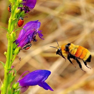 May include: A bumblebee in flight with yellow and black stripes and orange fur, flying near purple flowers with red and black ladybugs.