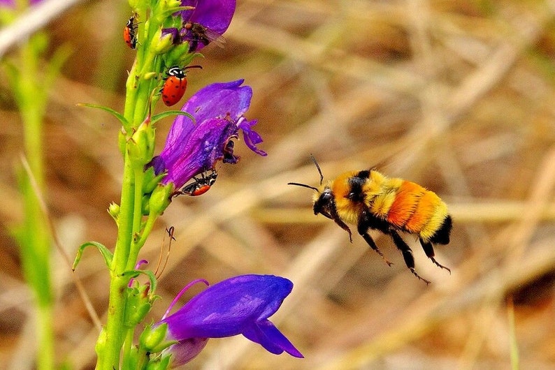 May include: A bumblebee in flight with yellow and black stripes and orange fur, flying near purple flowers with red and black ladybugs.