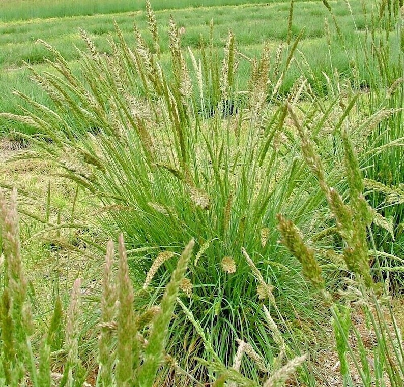 500PRAIRIE JUNE GRASS Seeds Native Prairie Grass Clumping Etsy