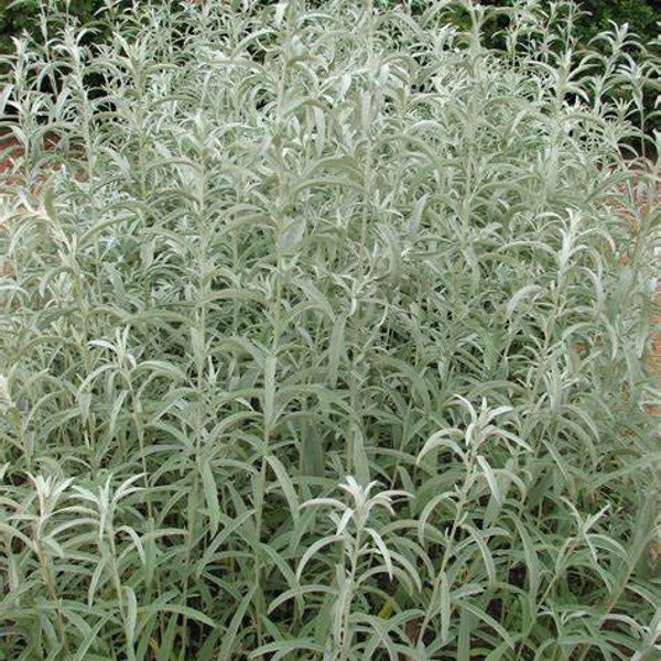 300+PRAIRIE SAGE WHITE Sagebrush Seeds Perennial Native Wildflower Fragrant Smudging Cold Heat Drought Tolerant Poor Soils